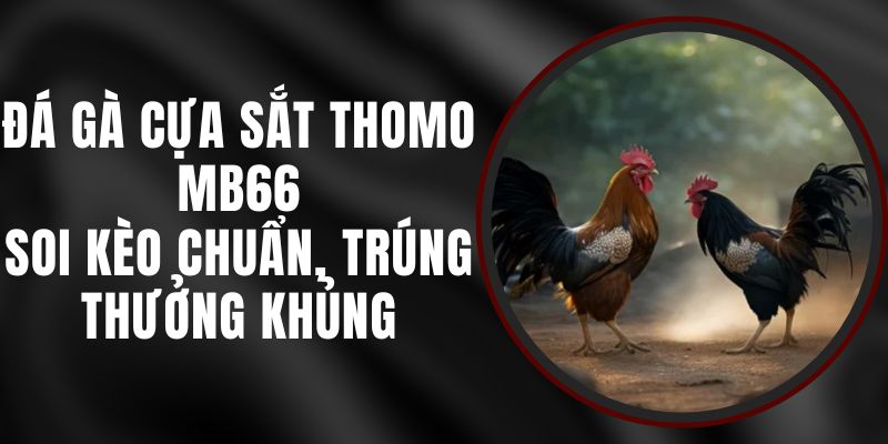 Đá Gà Cựa Sắt Thomo MB66 - Soi Kèo Chuẩn, Trúng Thưởng Khủng