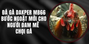 Đá Gà Dakper MB66 - Bước Ngoặt Mới Cho Người Đam Mê Chọi Gà