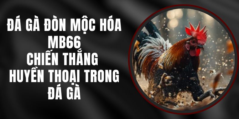 Đá Gà Đòn Mộc Hóa MB66 - Chiến Thắng Huyền Thoại Trong Đá Gà